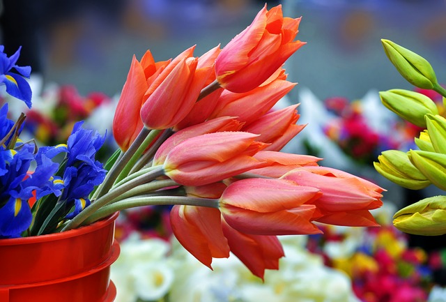 színek - tulipán színek - tulipán
